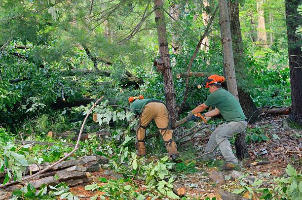 Best Arborist Services Near Me  in Bristol, VA